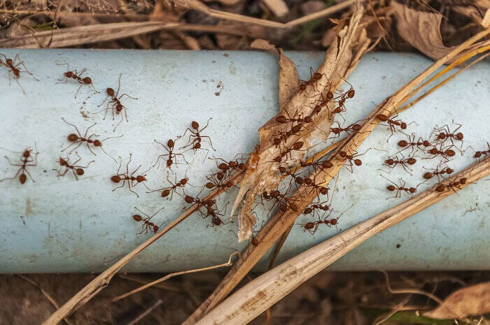 How To Get Rid of Ants From Caravan?